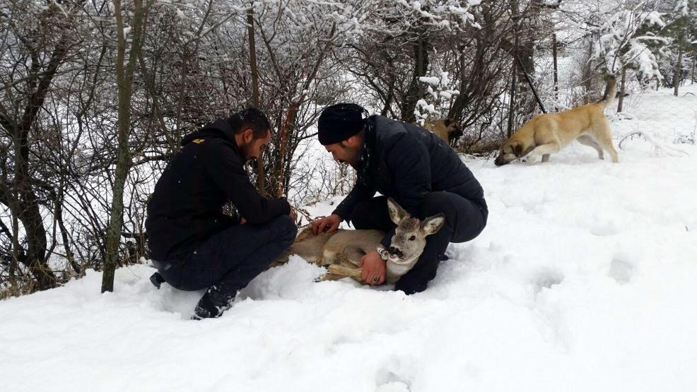 Yolunu şaşıran karaca bahçeye girdi