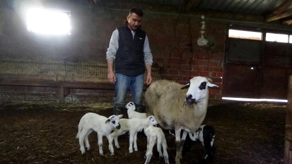 En ilginç doğan hayvanlar