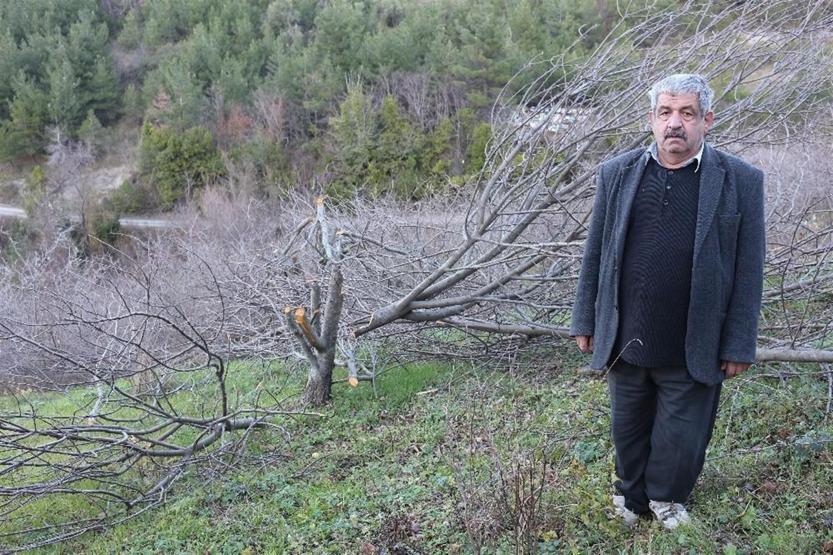 Meyve ağacı katliamı