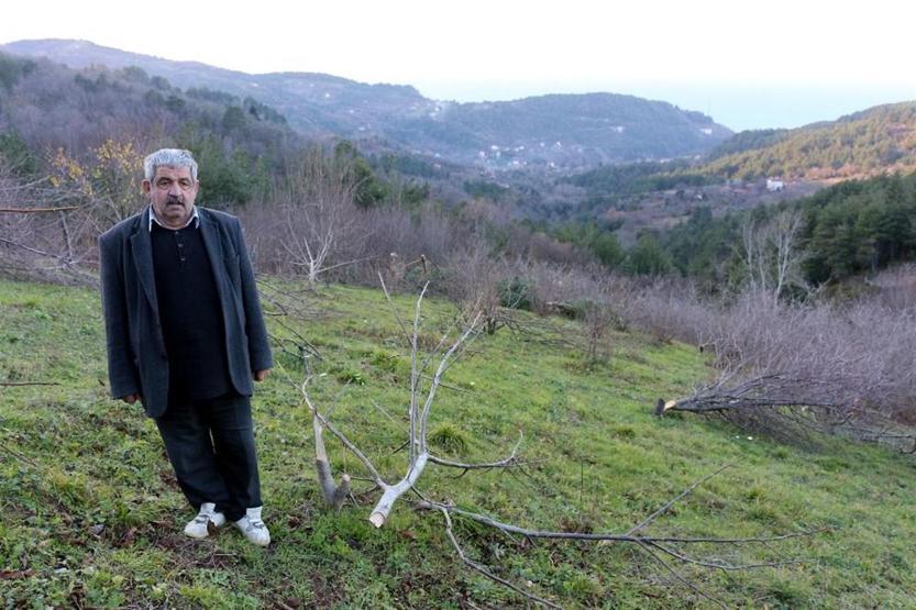 Meyve ağacı katliamı