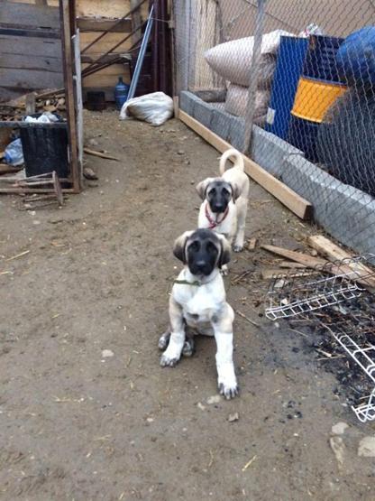 Yavru köpeklerini çalanı bulana otomobilini hediye edecek