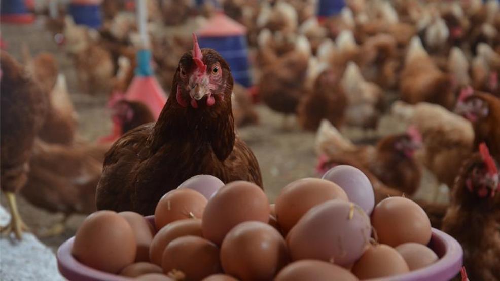 Avrupaya 6 yıl sonra yumurta ihracatı
