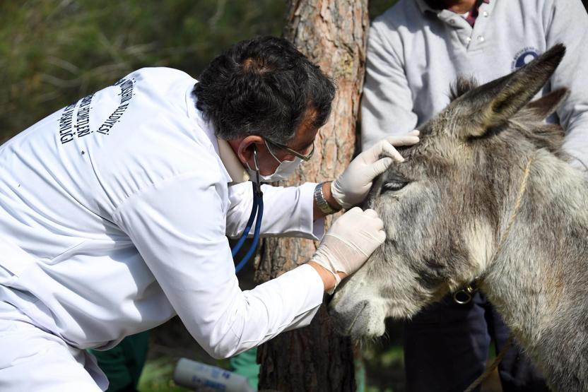 Yıllarca kullandı, sakatlanınca ölüme terk etti