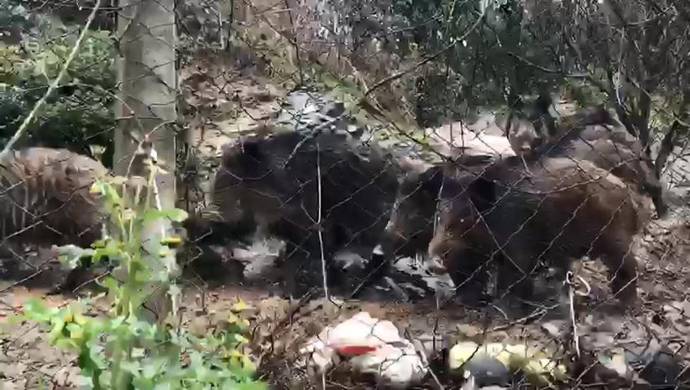 Domuz sürüsü İstanbulluları korkuttu