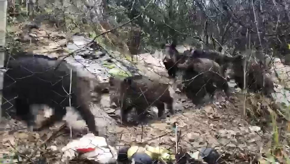 Domuz sürüsü İstanbulluları korkuttu