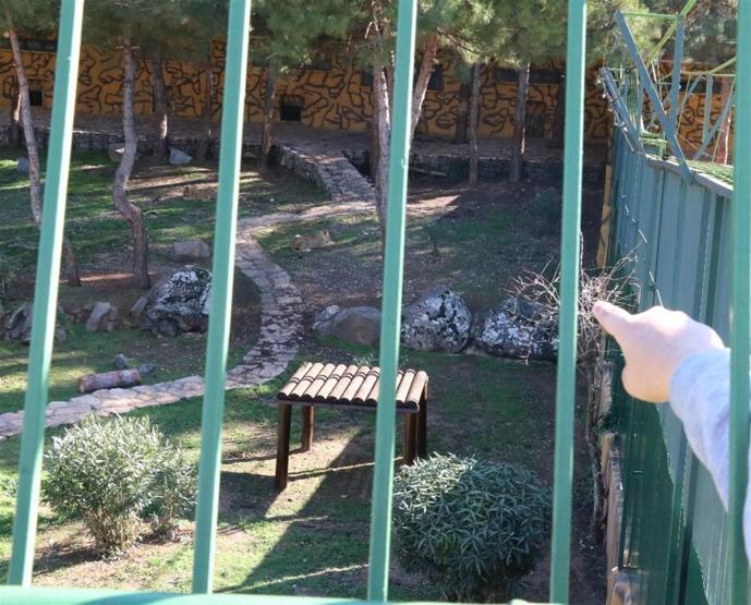 Erdoğan’a hediye edilen aslanları tavukla besliyorlar