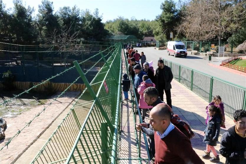 Erdoğan’a hediye edilen aslanları tavukla besliyorlar