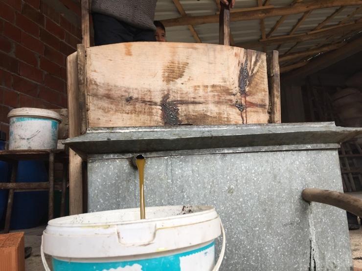 600 yıllık yöntemle zeytin yağı üretiyor