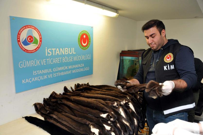 Atatürk Havalimanı’nda 200 porsuk kürkü ele geçirildi