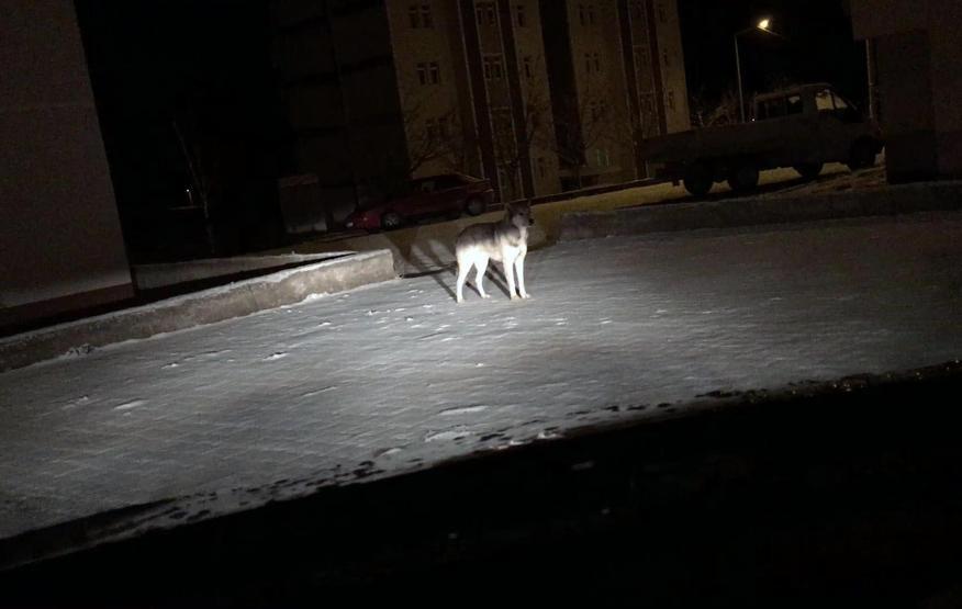 Soğuk havada aç kalan kurt şehir merkezine indi