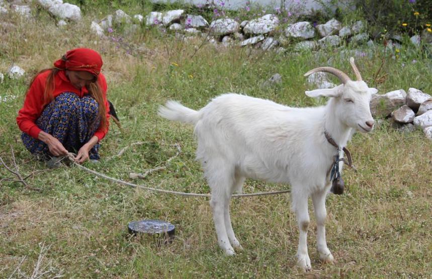 Bir zamanların ünlü mankeni Bilun Dohmen, şimdi koyun otlatıyor