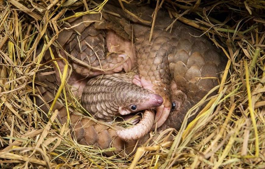 En çok yasa dışı ticareti yapılan hayvan: Pangolin