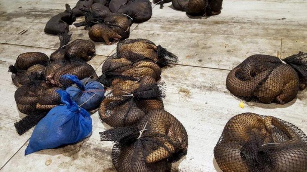 En çok yasa dışı ticareti yapılan hayvan: Pangolin