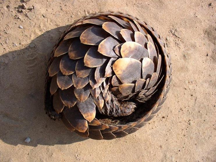 En çok yasa dışı ticareti yapılan hayvan: Pangolin