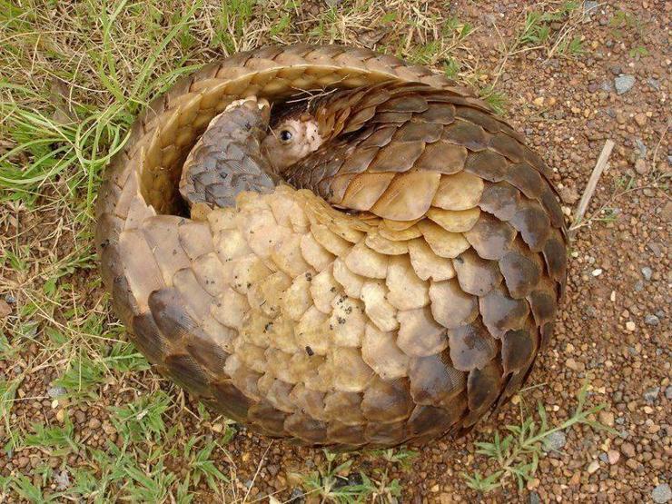 En çok yasa dışı ticareti yapılan hayvan: Pangolin
