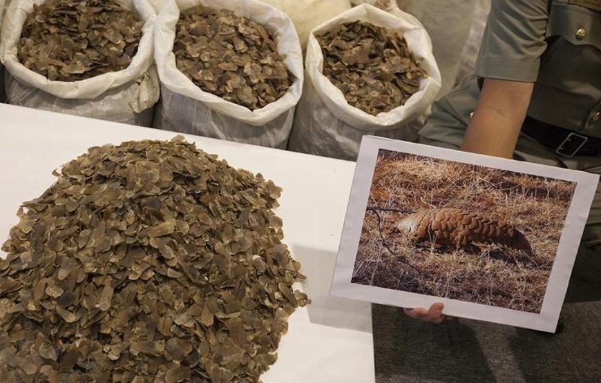 En çok yasa dışı ticareti yapılan hayvan: Pangolin