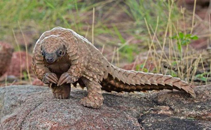 En çok yasa dışı ticareti yapılan hayvan: Pangolin