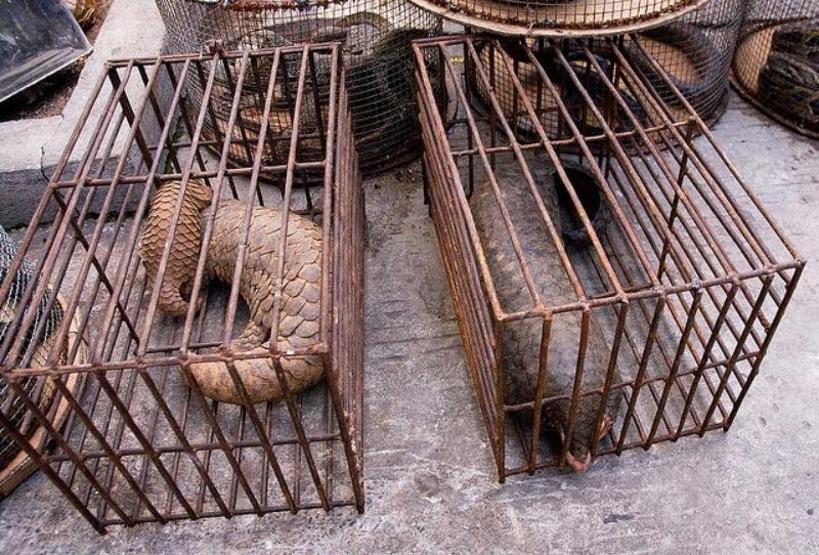 En çok yasa dışı ticareti yapılan hayvan: Pangolin