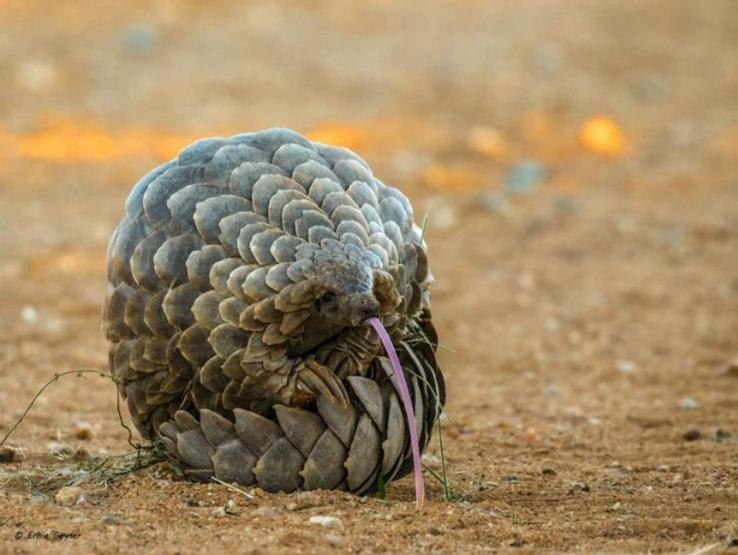 En çok yasa dışı ticareti yapılan hayvan: Pangolin