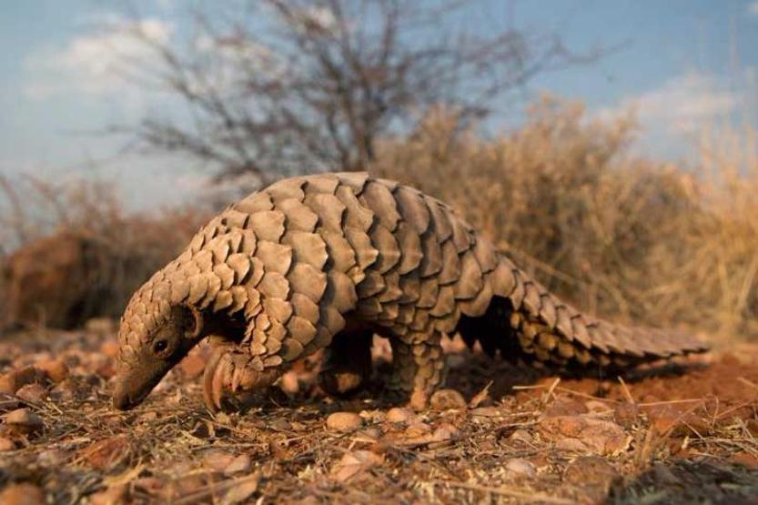 En çok yasa dışı ticareti yapılan hayvan: Pangolin