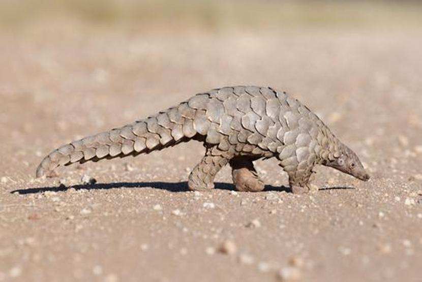 En çok yasa dışı ticareti yapılan hayvan: Pangolin