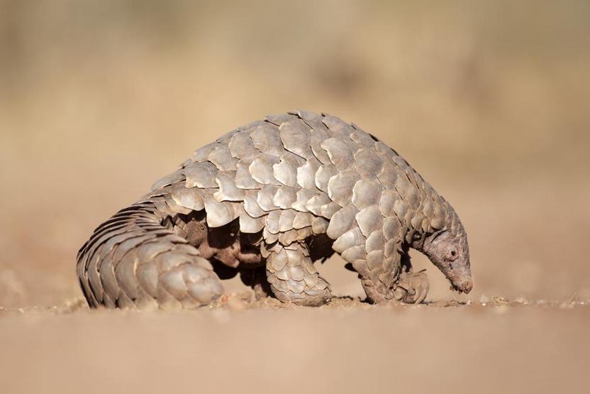 En çok yasa dışı ticareti yapılan hayvan: Pangolin