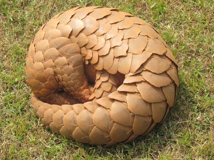 En çok yasa dışı ticareti yapılan hayvan: Pangolin