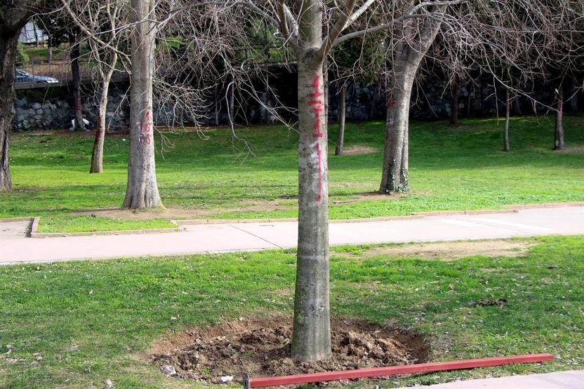 Maçka Parkının bir bölümü daha kapatıldı, ağaçlar işaretlendi
