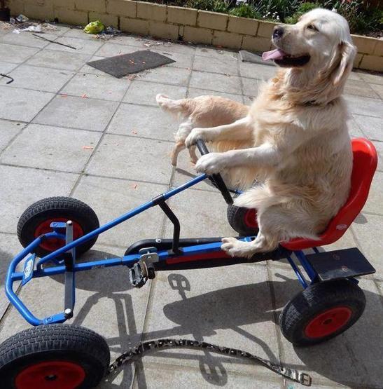 Traktör süren köpek