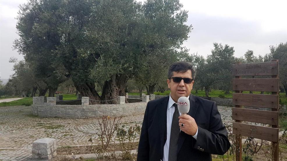 Anıt zeytin ağacı Hz. İsa ile yaşıt iddiası