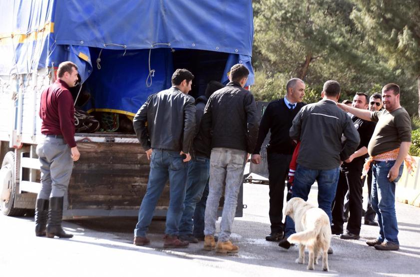 Kamyonun kasasından kaçaklar değil deveciler çıktı