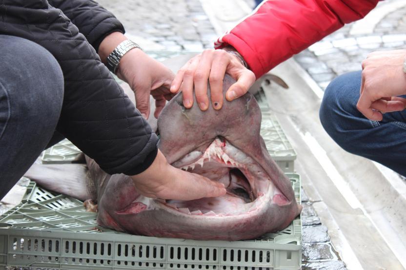 Fotoğraf çekmek için sıraya girdiler: 100 kilo ağırlığında