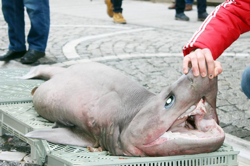Fotoğraf çekmek için sıraya girdiler: 100 kilo ağırlığında