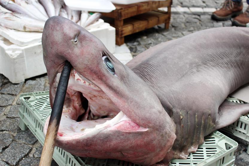 Fotoğraf çekmek için sıraya girdiler: 100 kilo ağırlığında