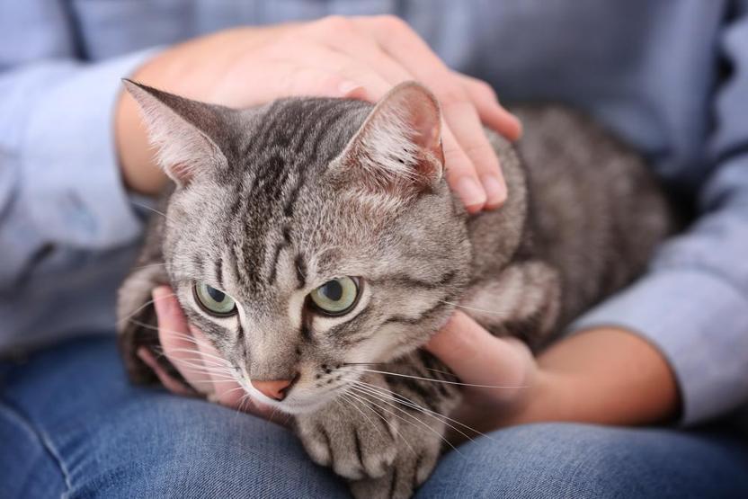 Kedi sahiplerinin sıklıkla yaptığı 8 hata