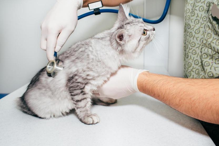 Kedi sahiplerinin sıklıkla yaptığı 8 hata