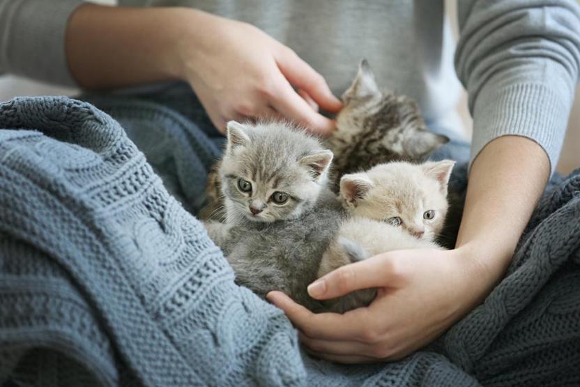 Kedi sahiplerinin sıklıkla yaptığı 8 hata