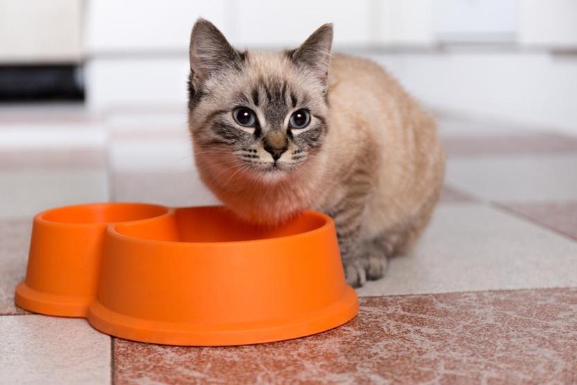 Kedi sahiplerinin sıklıkla yaptığı 8 hata