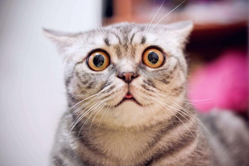 Kedi sahiplerinin sıklıkla yaptığı 8 hata
