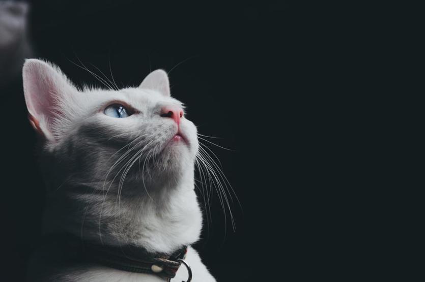 Kedi sahiplerinin sıklıkla yaptığı 8 hata