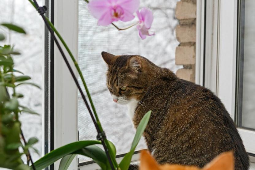 Kedi sahiplerinin sıklıkla yaptığı 8 hata