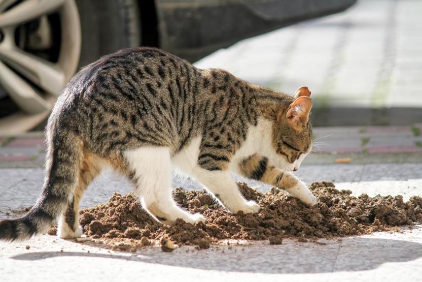 Kedi sahiplerinin sıklıkla yaptığı 8 hata