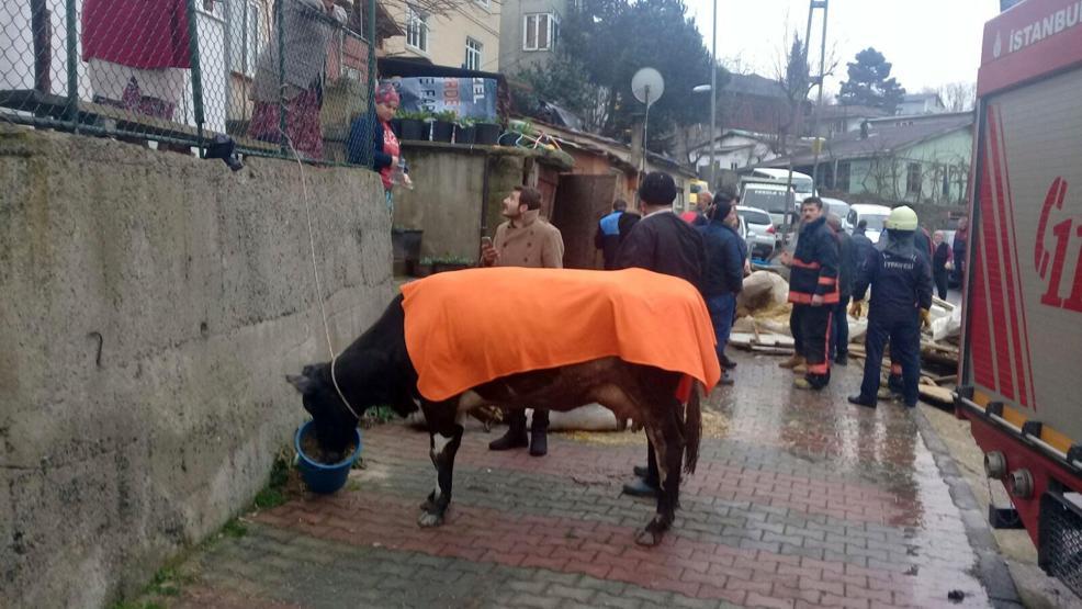 Sarıyerde ineğin üstüne balkon çöktü
