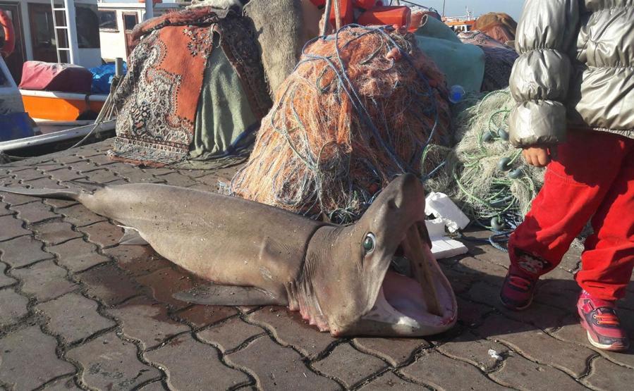 Marmara açıklarında ağlarına 1,5 metrelik köpek balığı takıldı