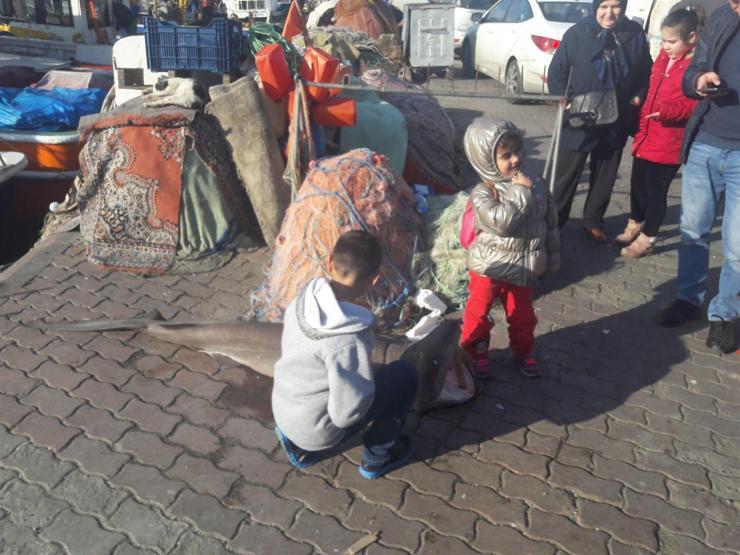 Marmara açıklarında ağlarına 1,5 metrelik köpek balığı takıldı