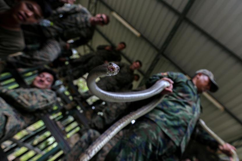 Askeri tatbikatta kobra kanı içip doğada hayatta kalmayı öğrendiler