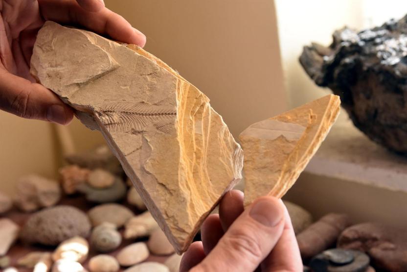 Profesörün odasında 500 milyon yıllık trilobit fosili