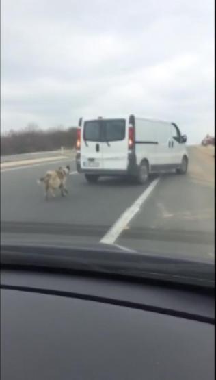 Köpeği, iple kamyonetin arkasına bağlayıp, sürükledi