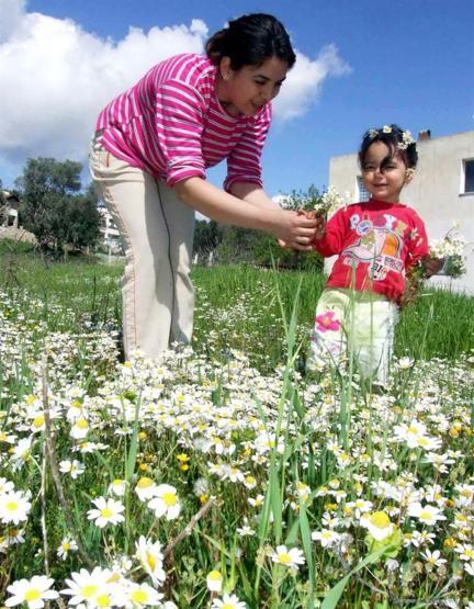 Bodrumda kırlar çiçeklendi: İkinci cemre suya düştü