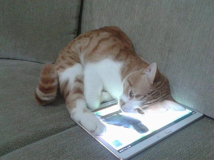 Herkes bu kedi için ağladı, bir tek öldü sanılan sahibi güldü